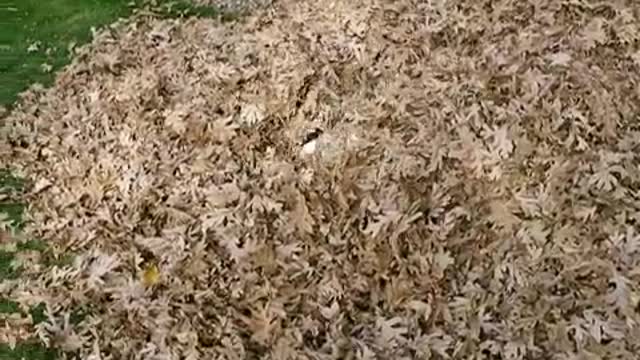 Puppy playin in a leaf pile - abby - oct 2010.mov