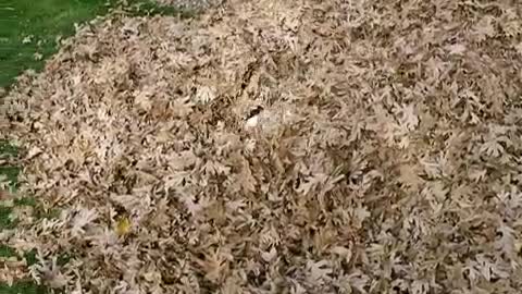 Puppy playin in a leaf pile - abby - oct 2010.mov