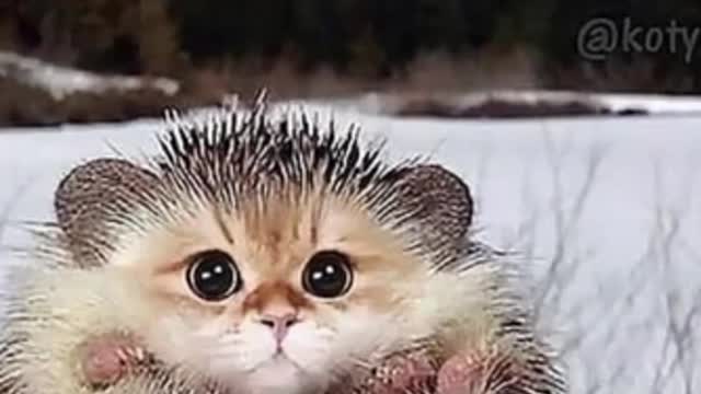 30 seconds of cute animals 🤩🤩