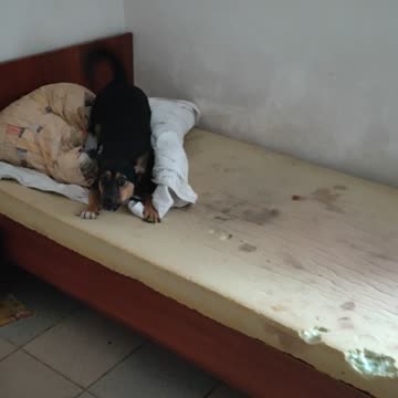 Puppy goes crazy and destroys everything around