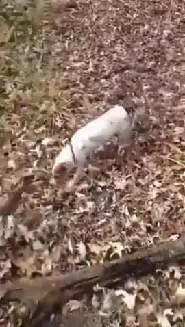 Dog Gets Into a Predicament After Chasing a Squirrel