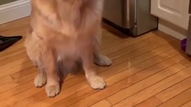 Golden Retriever funny videos 2021