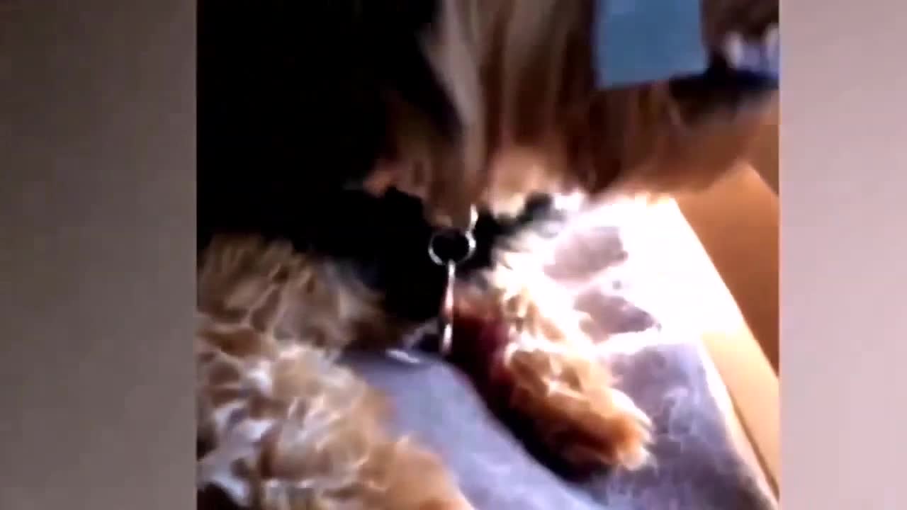 😎These dogs will make your day !!! 🤣😎