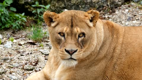 #Wild Predator Lioness#