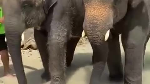 Tough Elephant Funny Videos