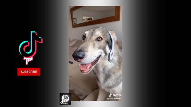 Pets Cute Funny Dog Husky - very funny Tik Tok Compilation