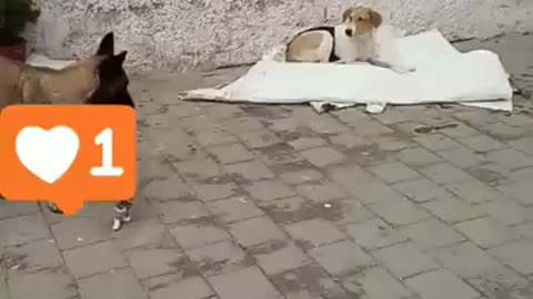 A dog that adopts kittens