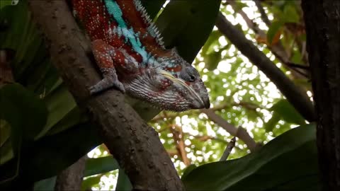 chameleon hunting21