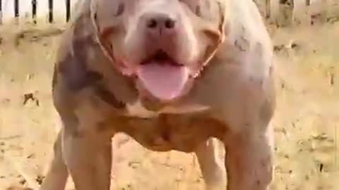 Pitbull dog op Statsu sort video
