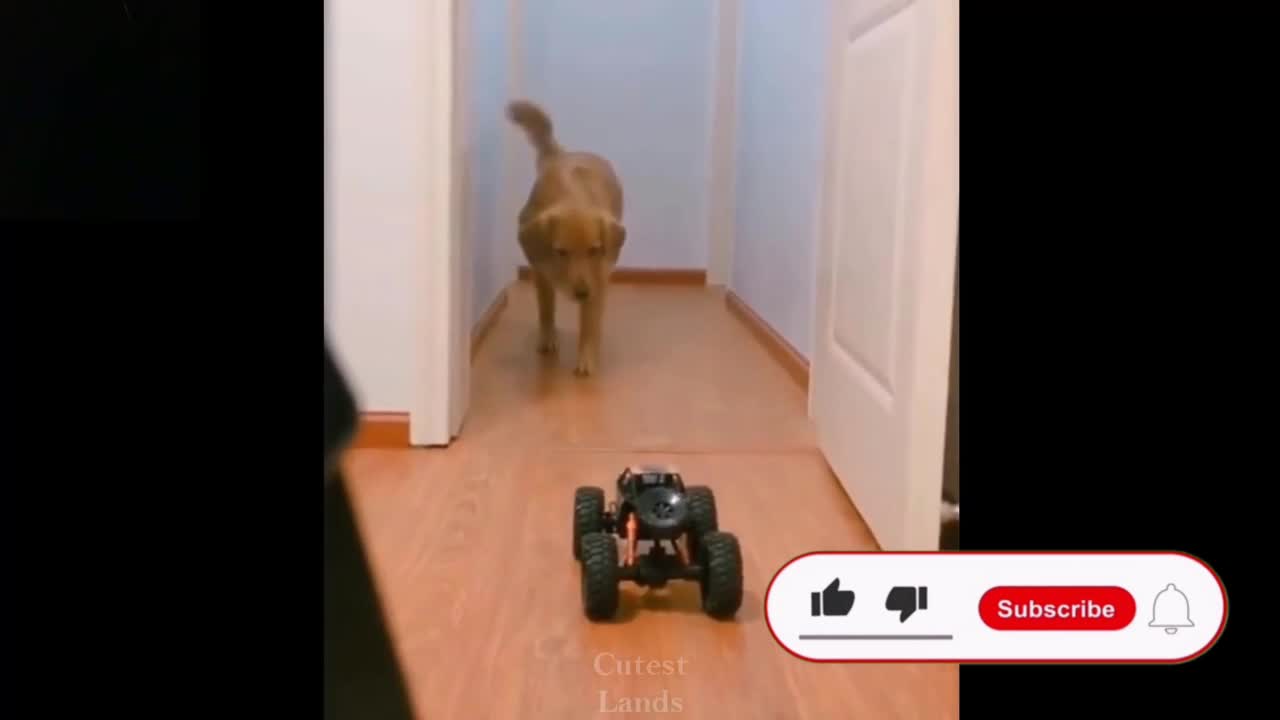 Funny dogs