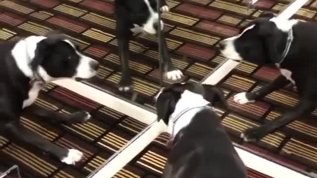 Funny dog with mirror 2021