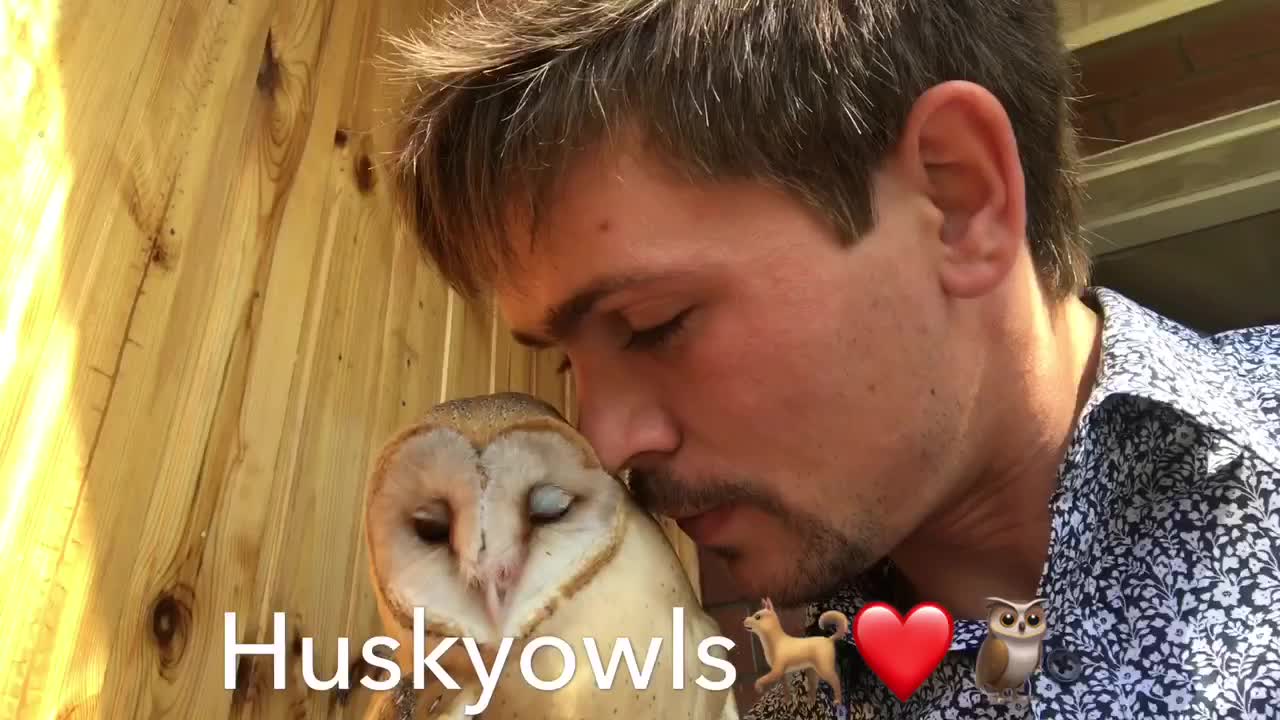 Cute and fluffy barn owl