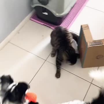 🐶 We adopted a dog and a cat is in love