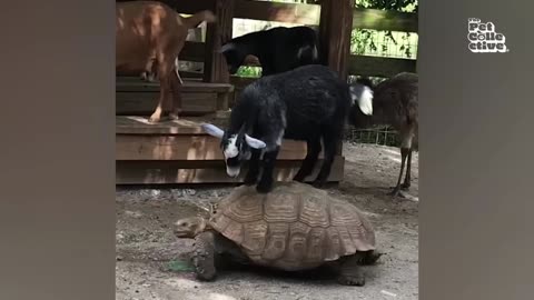 Funny animal video 😂😂