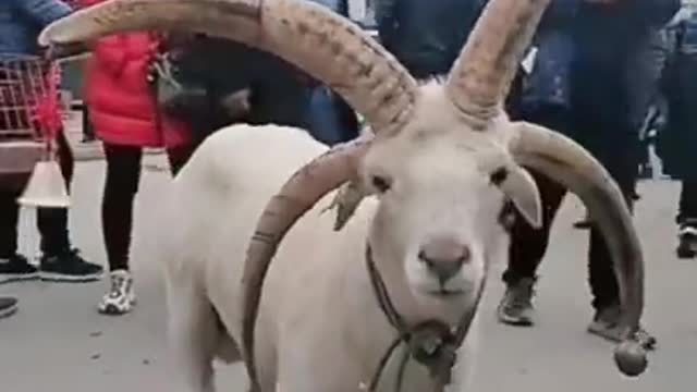 You must have never seen a goat with 4 horns.