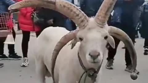 You must have never seen a goat with 4 horns.