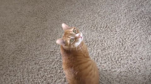 what cats want to tell you