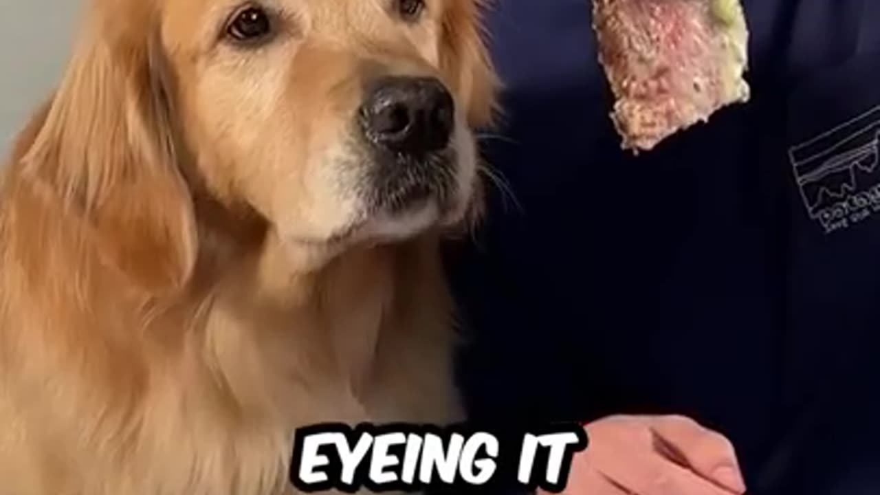 Feeding A Dog $1 vs $10,000 Steak