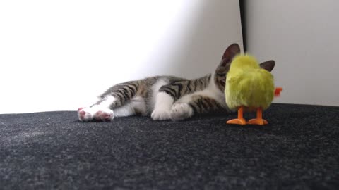 Intelligent Little Cat Is Curious About the Toy Chicken