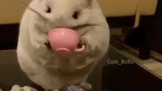 This mouse is drinking from cup.