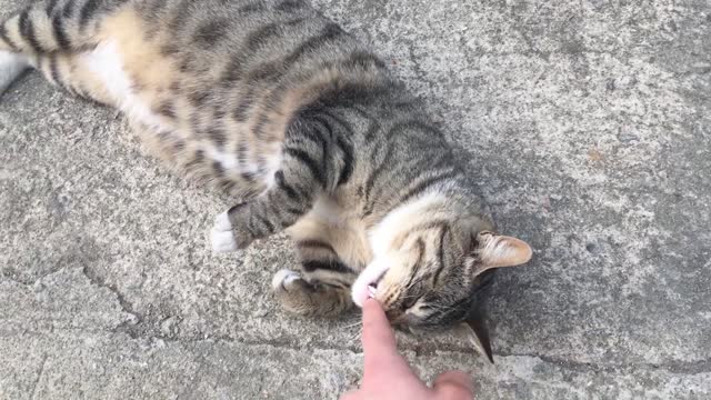 Street cats follow people well