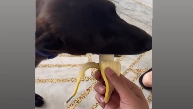 The dog eating banana for first time.