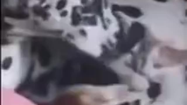 Doggo's Happiness Ends Up Hurting Catto!