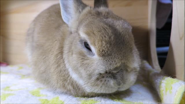 The rabbit jumps while sleeping.