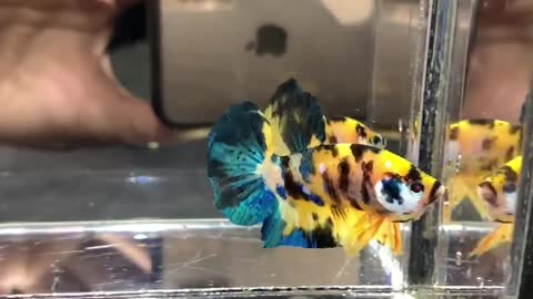 twenty four carat gold betta fish berat