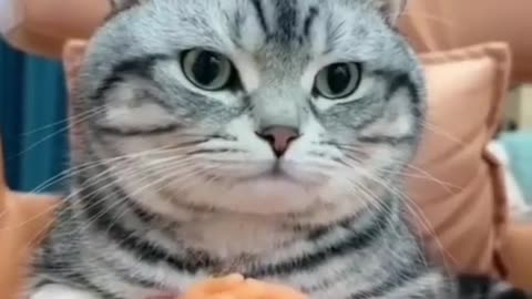 Funny cat