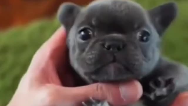 Funny Animals | Cute Animals | Most Adorable Dog #dog #pets #shorts 🐶