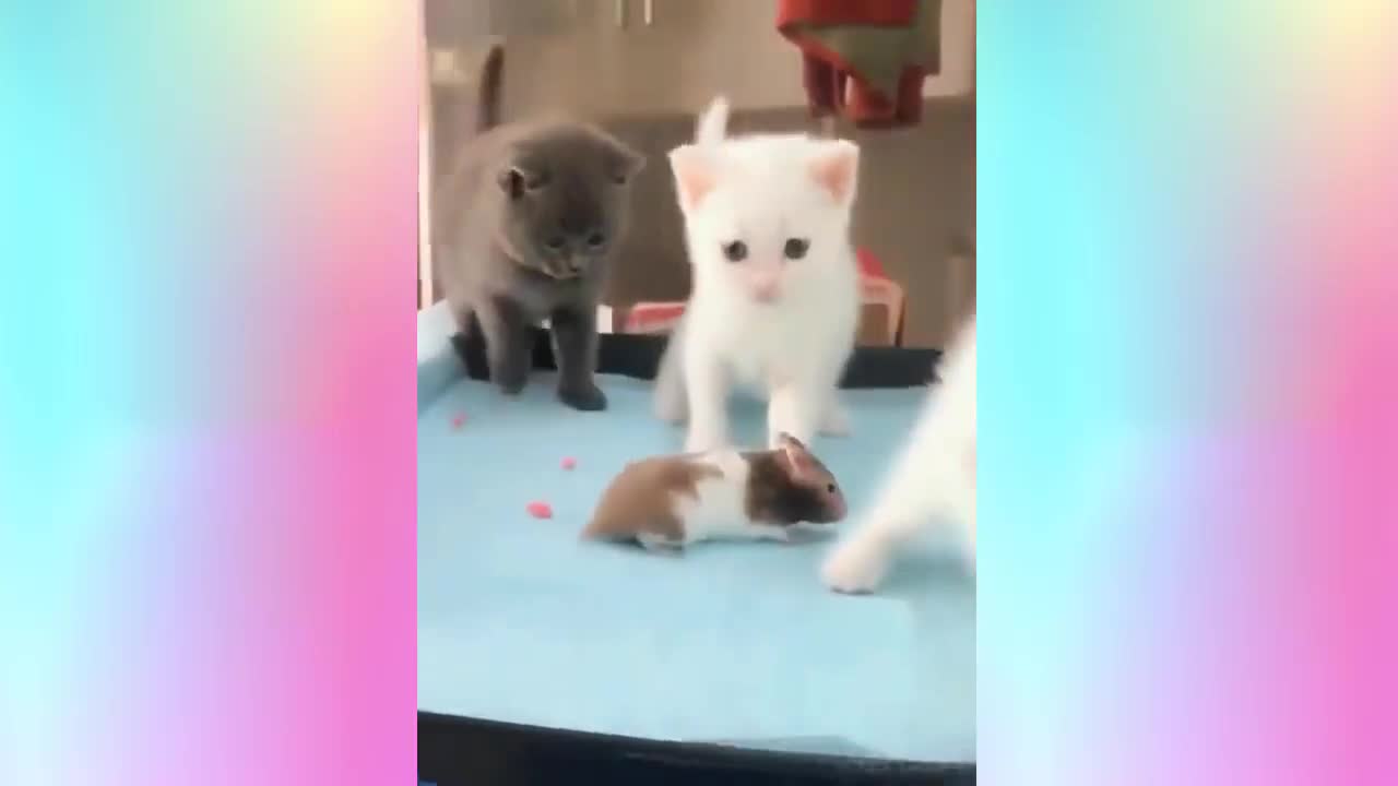 Cute and super funny kittens, 😍 impossible not to fall in love