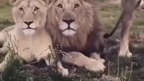 Lions family