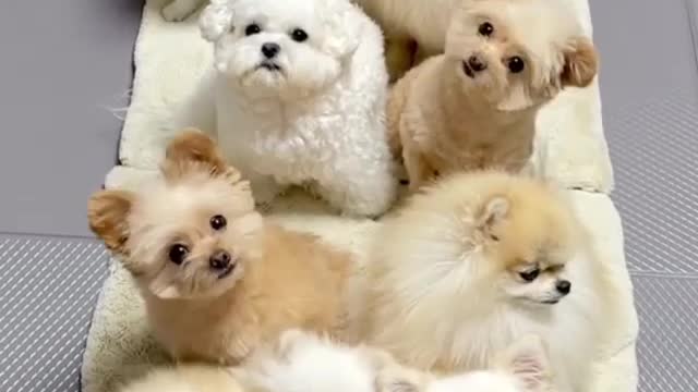 Awww Soo Cute Puppys😍❤️ | You can't ignore them😍