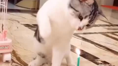 Cat funny video ///// cute cat funny video