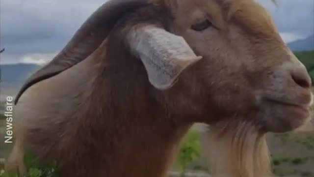 Hilarious Conversation Between Shepherd And His Goat