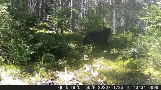 Awesome Trail Cam footage - Curious bear, Bull moose starting the rut, Bob Cat, Fisher, Fox