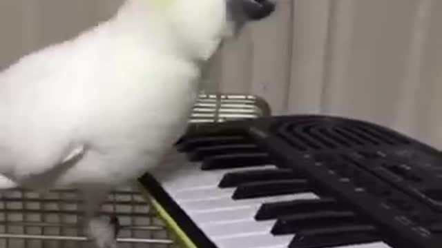 Piano Bird