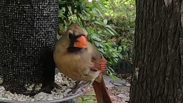 Garden Birds 2014