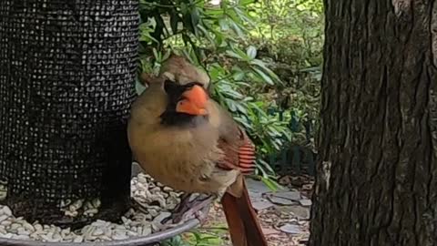 Garden Birds 2014