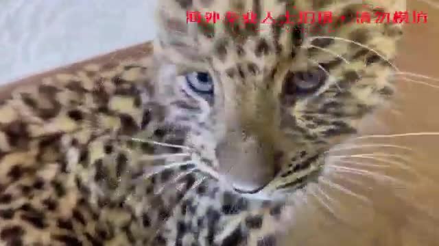 cute leopard