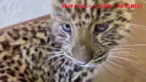 cute leopard