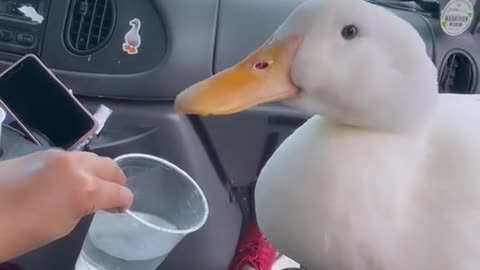 Remember to Stay Hydrated ☝️🐤💦