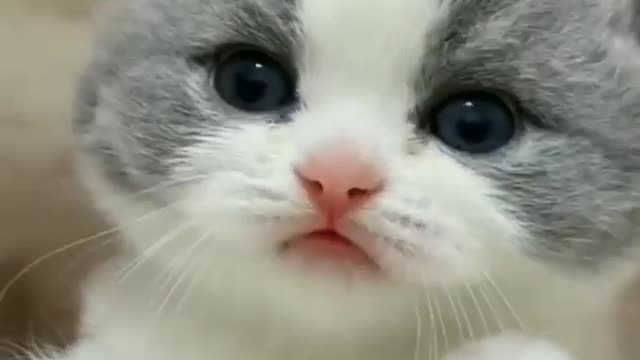 Look at this cute kitten mewing