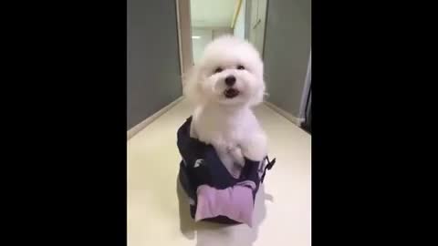 Funny dog video