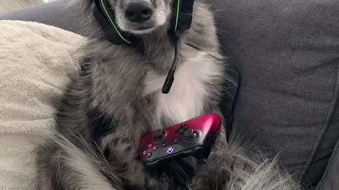 Poor dogs bored at the house