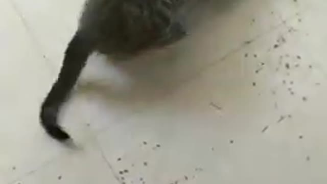 Kitten vs catnip
