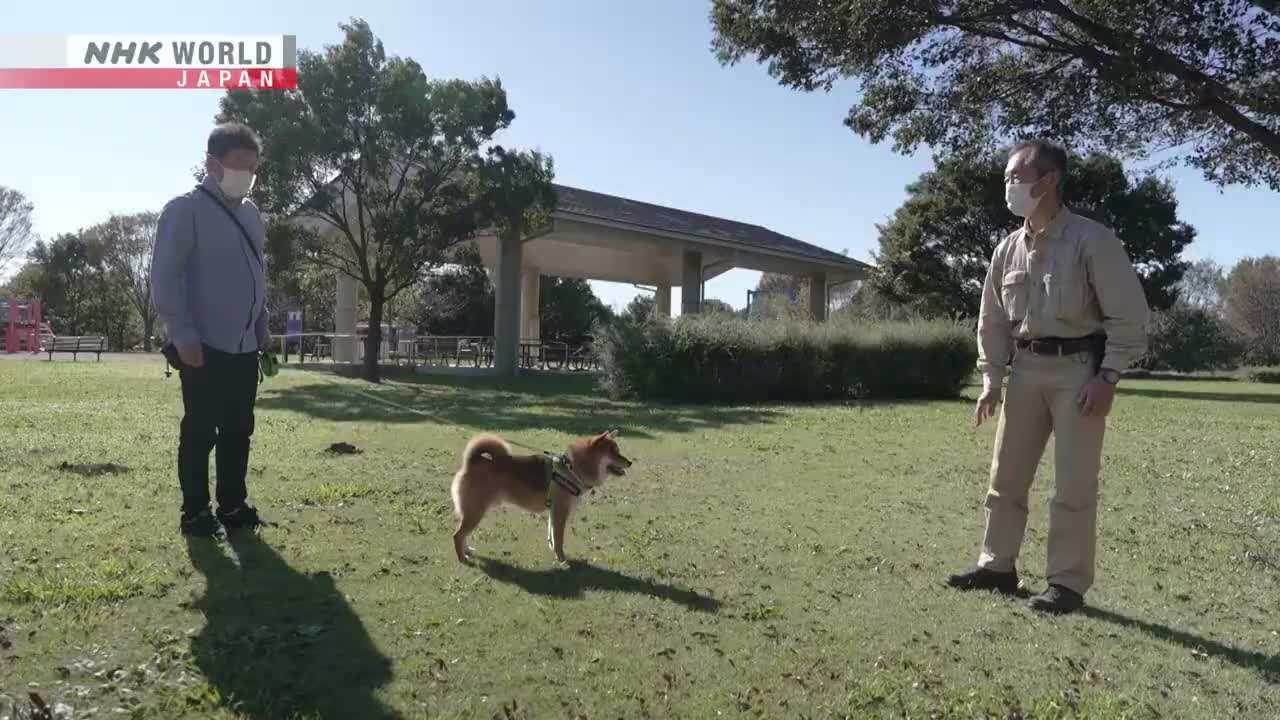 PARTNER PETS Shiba Inu Quirks - Dig More Japan