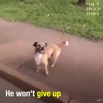 Dog runs after his owner who is taken in an ambulance.