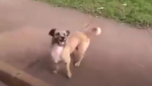 Dog runs after his owner who is taken in an ambulance.